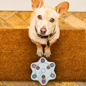 Interactive Dog Puzzle Toy