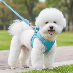Cute Reflective No-Pull Dog Harness Vest and Leash Set